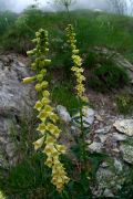 Digitalis lutea